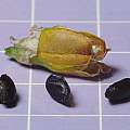 Tulbaghia violacea seed pod and seeds, 24th September 2013, David Pilling