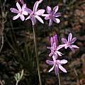 Tulbaghia violacea, Jan and Anne Lise Schutte-Vlok