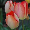 Tulipa 'Big Chief', Mary Sue Ittner