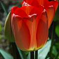 Tulipa 'Big Chief', Mary Sue Ittner Tulipa 'Big Chief', Mary Sue Ittner