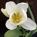 Tulipa 'Candy Club', 30th April 2015, David Pilling Tulipa 'Candy Club', 30th April 2015, David Pilling