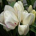 Tulipa 'Candy Club', 6th May 2015, David Pilling Tulipa 'Candy Club', 6th May 2015, David Pilling