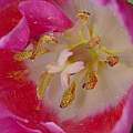 Tulipa 'China Pink', David Pilling