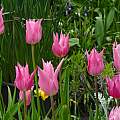 Tulipa 'China Pink', David Pilling