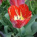 CMV infection on Tulipa Darwin-hybrid 'Big Chief', Janos Agoston