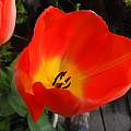 Tulipa 'Big Chief', Mary Sue Ittner Tulipa 'Big Chief', Mary Sue Ittner