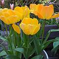 Tulipa 'Daydream', Mary Sue Ittner