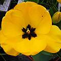 Tulipa 'Daydream', Mary Sue Ittner