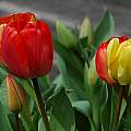 Tulipa Darwin hybrids, Mary Sue Ittner