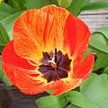 Tulipa Darwin hybrids, Mary Sue Ittner