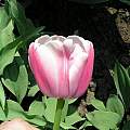 Tulipa 'Ollioules', Janos Agoston