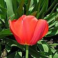 Tulipa 'Oxford', Janos Agoston