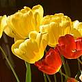 Mixed Tulipa Darwin hybrids, Bob Rutemoeller