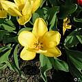 Tulipa Candela, Janos Agoston Tulipa Candela, Janos Agoston