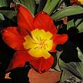 Tulipa 'Juan', Mary Sue Ittner