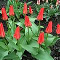 Tulipa 'Madam LeFeber' or 'Red Emperor', Janos Agoston