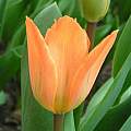 Tulipa 'Orange Emperor', Janos Agoston