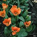 Tulipa 'Orange Emperor', Janos Agoston