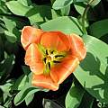 Tulipa 'Orange Emperor', Janos Agoston Tulipa 'Orange Emperor', Janos Agoston