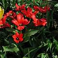 Tulipa 'Princeps', Janos Agoston Tulipa 'Princeps', Janos Agoston