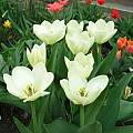 Tulipa 'Purissima' or 'White Emperor', Janos Agoston Tulipa 'Purissima' or 'White Emperor', Janos Agoston