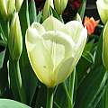 Tulipa 'Purissima' or 'White Emperor', Janos Agoston