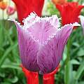 Tulipa 'Blue Heron', Janos Agoston Tulipa 'Blue Heron', Janos Agoston