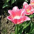 Tulipa 'Fancy Frills', Janos Agoston Tulipa 'Fancy Frills', Janos Agoston