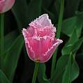 Tulipa 'Fancy Frills', Janos Agoston Tulipa 'Fancy Frills', Janos Agoston