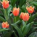 Tulipa 'Calypso', Janos Agoston Tulipa 'Calypso', Janos Agoston