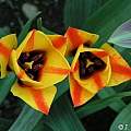 Tulipa 'Cape Cod', Janos Agoston Tulipa 'Cape Cod', Janos Agoston