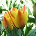 Tulipa 'Cape Cod', Janos Agoston Tulipa 'Cape Cod', Janos Agoston