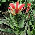 Tulipa 'Pinocchio', Janos Agoston Tulipa 'Pinocchio', Janos Agoston