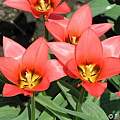 Tulipa 'Toronto', Janos Agoston Tulipa 'Toronto', Janos Agoston