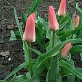 Tulipa 'Toronto', Janos Agoston Tulipa 'Toronto', Janos Agoston