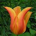 Tulipa 'Ballerina', Janos Agoston Tulipa 'Ballerina', Janos Agoston