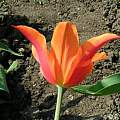 Tulipa 'Ballerina', Janos Agoston Tulipa 'Ballerina', Janos Agoston