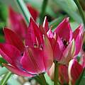Tulipa 'Little Beauty', Mary Sue Ittner