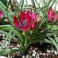 Tulipa 'Little Beauty', Mary Sue Ittner Tulipa 'Little Beauty', Mary Sue Ittner