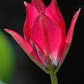 Tulipa 'Little Beauty', Mary Sue Ittner Tulipa 'Little Beauty', Mary Sue Ittner
