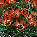 Tulipa 'Little Princess', Mary Sue Ittner Tulipa 'Little Princess', Mary Sue Ittner