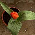 Tulipa 'Orange Toronto' 3rd April 2014, David Pilling Tulipa 'Orange Toronto' 3rd April 2014, David Pilling