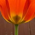 Tulipa 'Orange Toronto' 10th April 2014, David Pilling