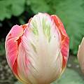 Tulipa 'Apricot Parrot', Janos Agoston Tulipa 'Apricot Parrot', Janos Agoston