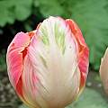 Tulipa 'Apricot Parrot', Janos Agoston
