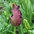 Tulipa 'Black Parrot', Janos Agoston