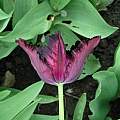 Tulipa 'Black Parrot', Janos Agoston