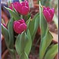 Tulipa 'Purple Prince', Jennifer Hildebrand