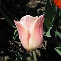 Tulipa 'Apricot Beauty', Janos Agoston