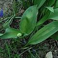 Tulip Band Breaking Virus (tulip with bud), Tulip Breaking virus (single leaf), Janos Agoston